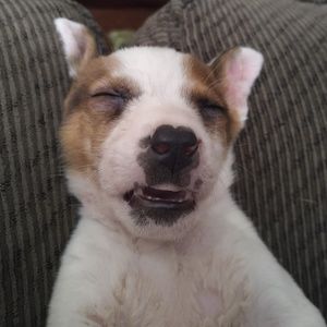 Meet your Posher, Dustin